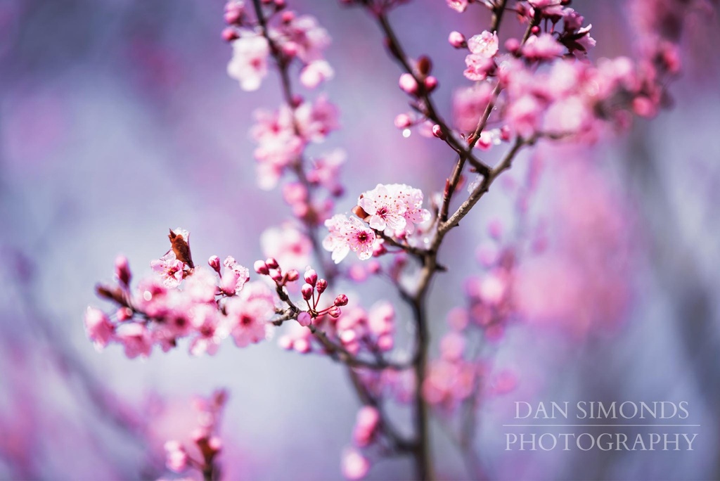 Cherry Blossoms by Dan Simonds Canvas Print