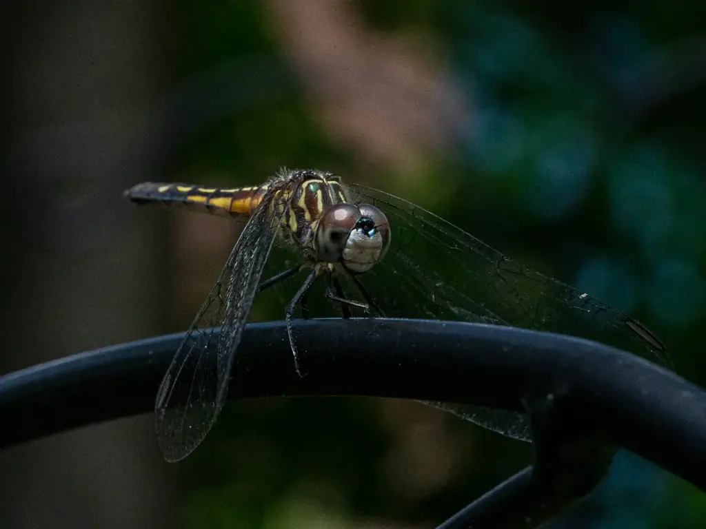 New York Master Naturalist Program Photo Print - Dragonfly Resting