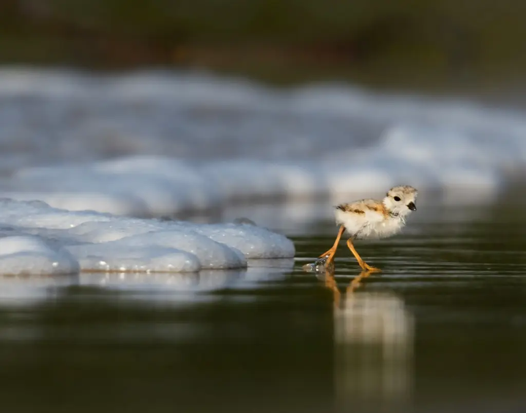 New York Master Naturalist Program Photo Print - Piping Plover Chick Escapes the Waves
