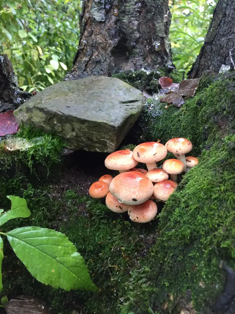 New York Master Naturalist Program Photo Print - Happy Little Mushrooms