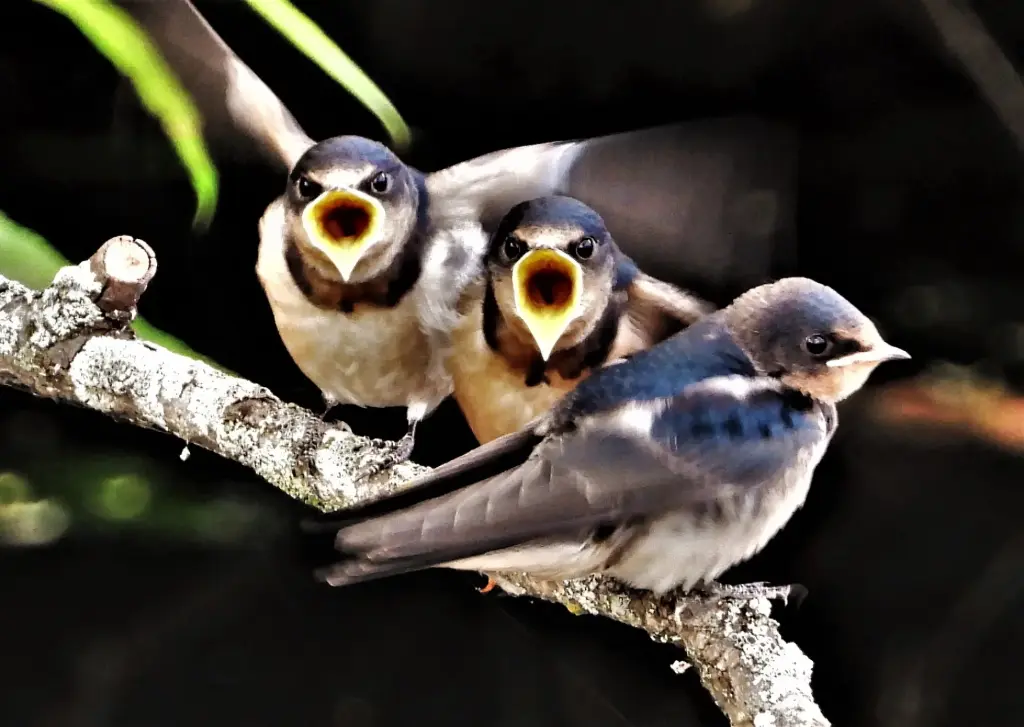 New York Master Naturalist Program Photo Print - Barn Swallows on a Branch