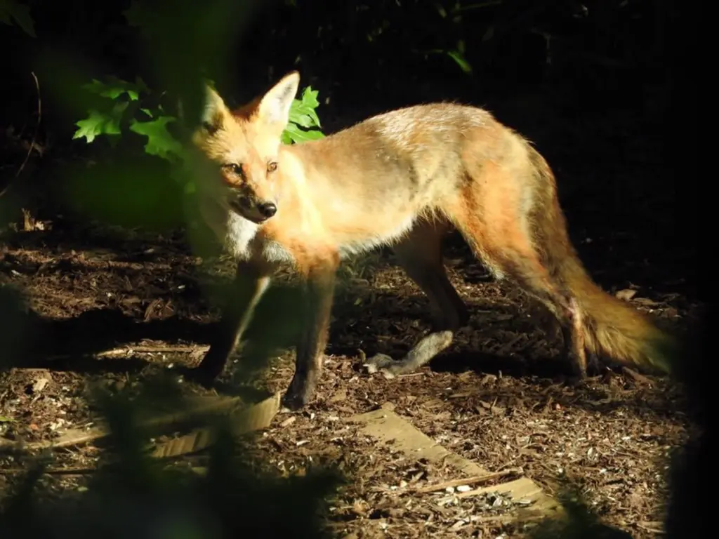 New York Master Naturalist Program Photo Print - Red Fox