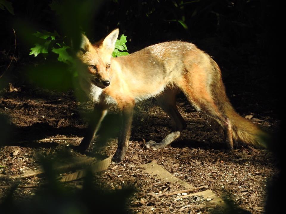 Photo Print - Red Fox (Photo Print, 16 x 12)