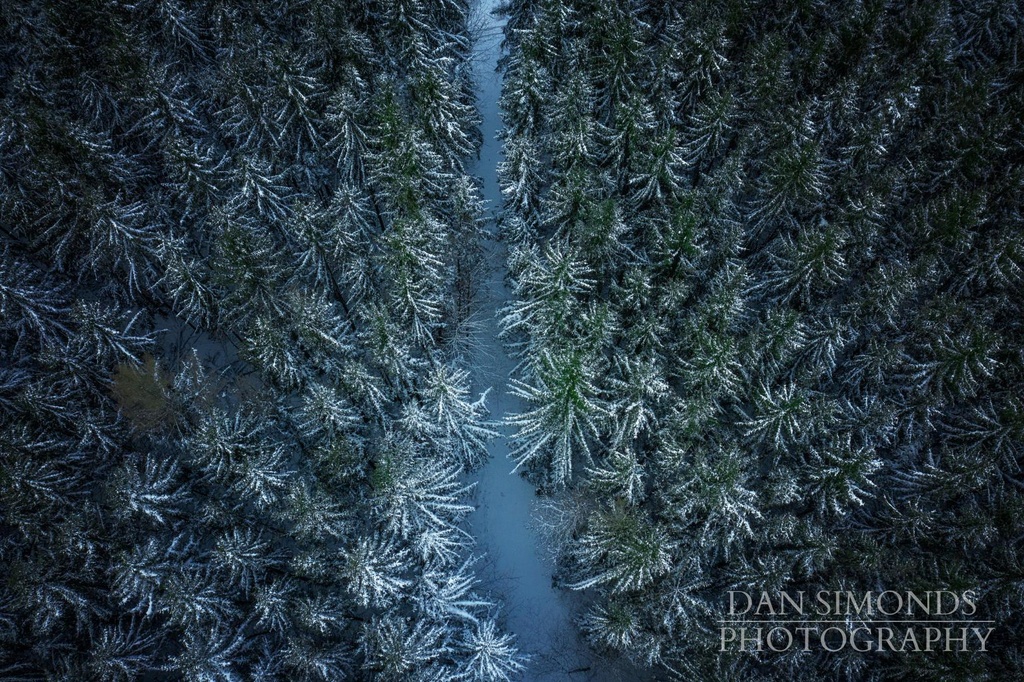 Forest by Dan Simonds Photo Print (16 x 24)