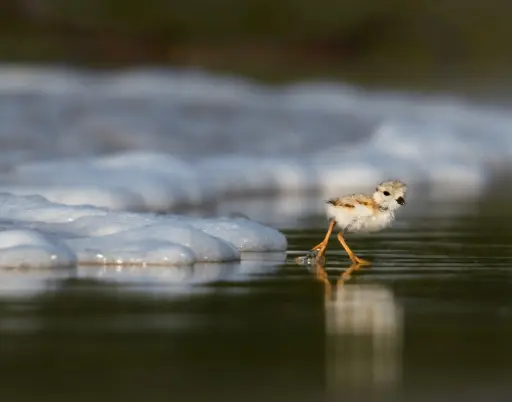 New York Master Naturalist Program Photo Print - Piping Plover Chick Escapes the Waves