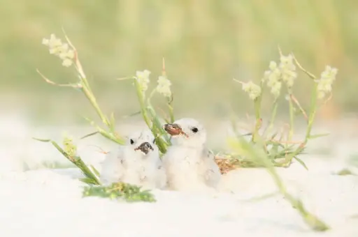 New York Master Naturalist Program Photo Print - Black Skimmer Chicks Posing