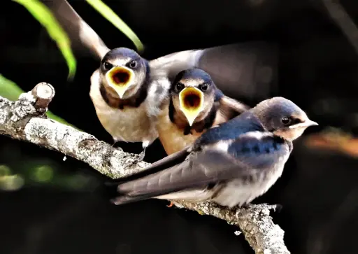 New York Master Naturalist Program Photo Print - Barn Swallows on a Branch