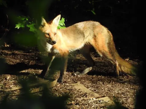 New York Master Naturalist Program Photo Print - Red Fox