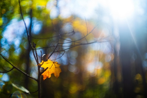 Leaf Framed Photo Print