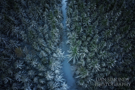Forest by Dan Simonds Framed Canvas Print